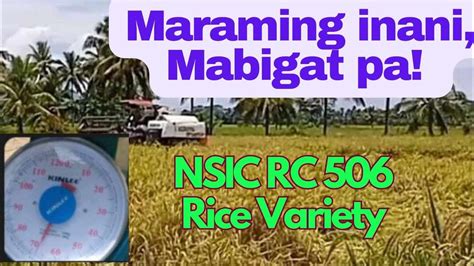 nsic rc 508 rice variety characteristics|RCEF Update! NSIC Rc 508 is top .